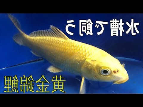 黄金錦鯉