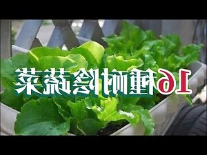 廁所耐陰植物
