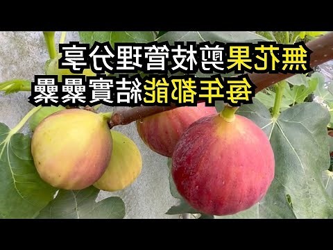 無花果樹的葉子