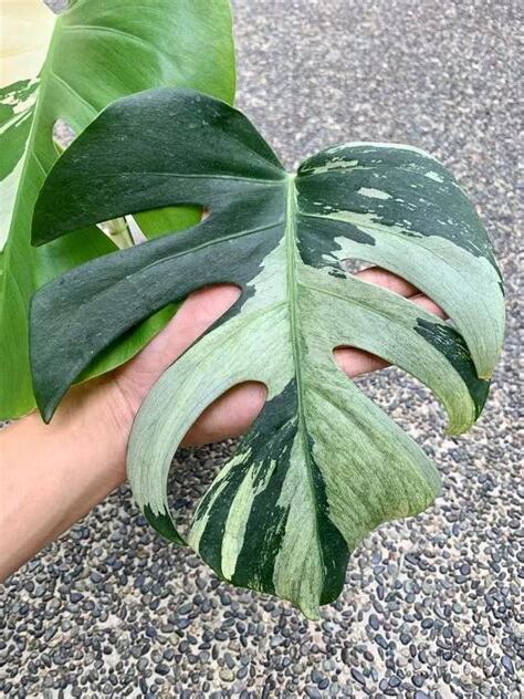 龜背竹风水