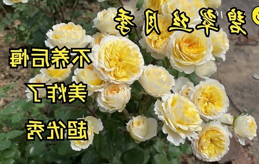黃色月季