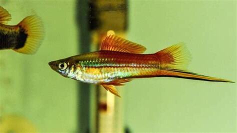 紅劍尾魚