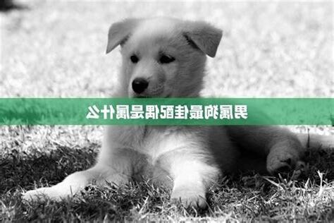 狗配什麼生肖