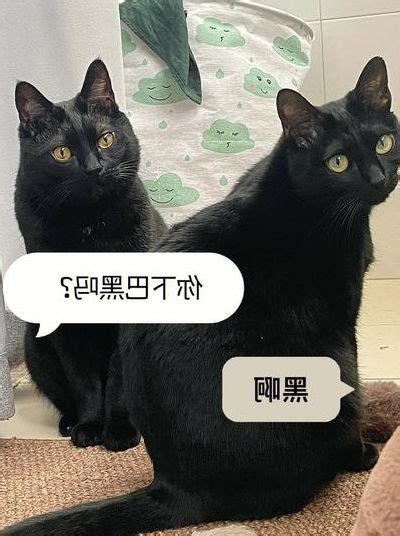 遇到黑猫
