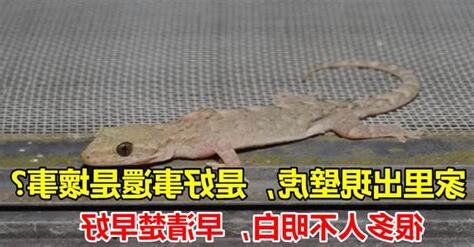 家裡有壁虎是好事嗎