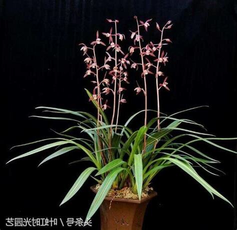 報歲蘭養護