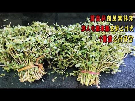 馬齒莧危害