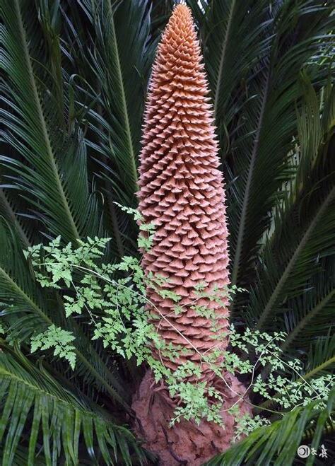 鐵樹會開花嗎