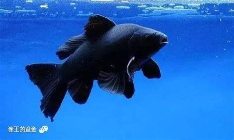 黑色金魚品種