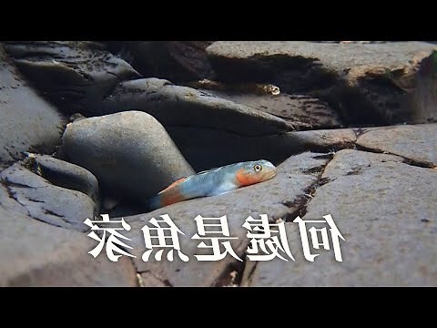 淡水魚有哪些