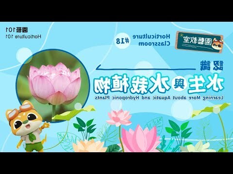 水栽植物