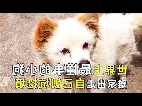 15歲狗