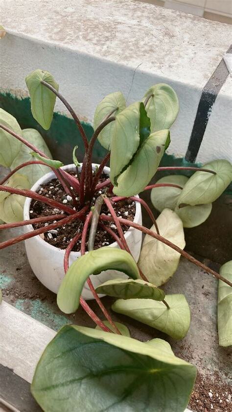 西瓜皮椒草葉子裂開