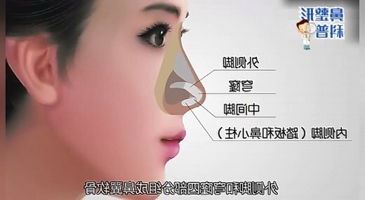 鼻子部位名稱