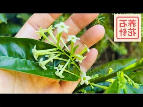 夜來香是什麼花