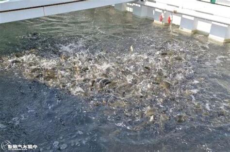養魚的水