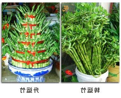 家中不宜種的植物