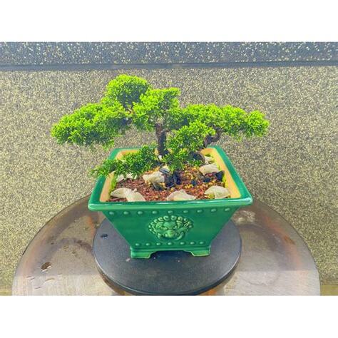 招財盆栽