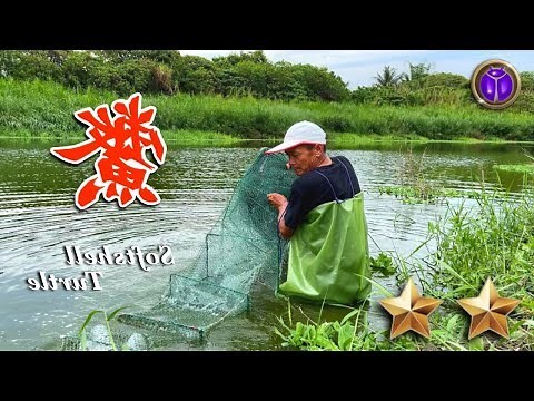 鱉帶財