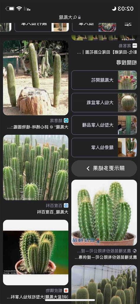 送仙人掌好嗎