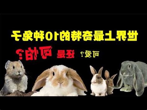 兔子代表什麼