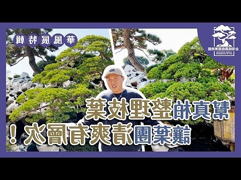 真柏樹風水
