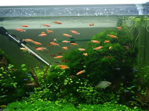 好飼養的魚