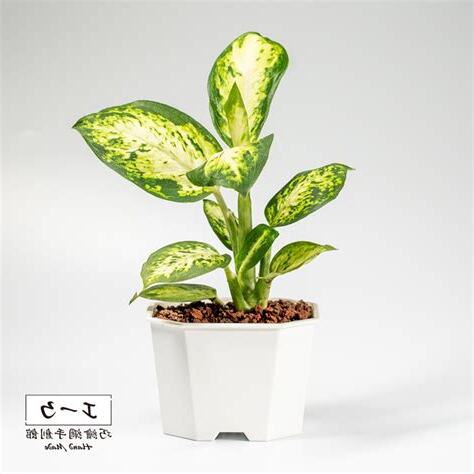 萬年青植物