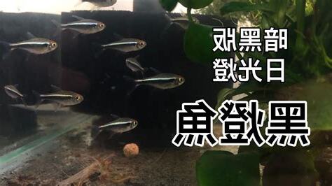 養魚入門魚種