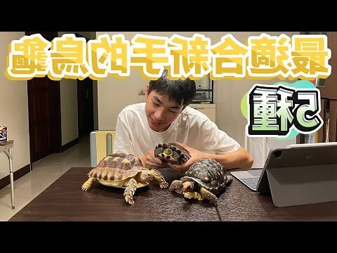養小動物推薦