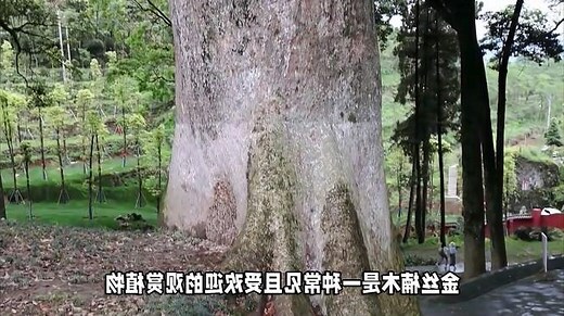 金丝楠树