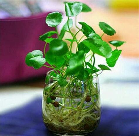 水培植物