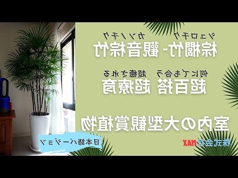 觀音棕竹