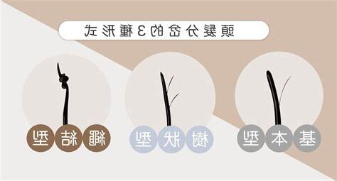 陰毛分岔