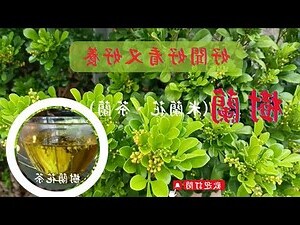 樹蘭風水