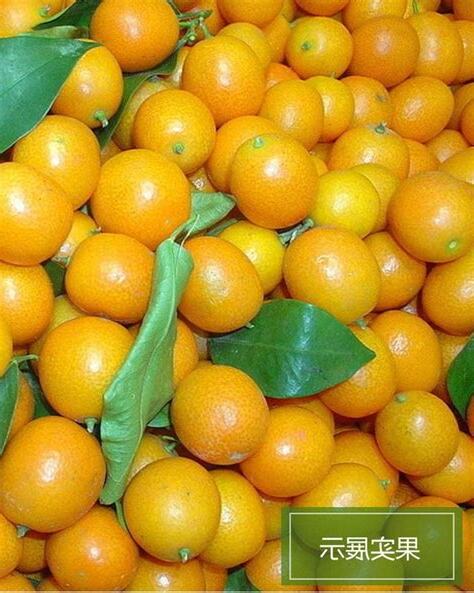 橘子樹盆栽