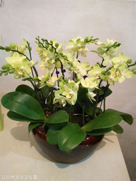 家里养什么花好