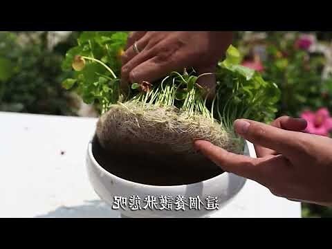 串錢藤水培