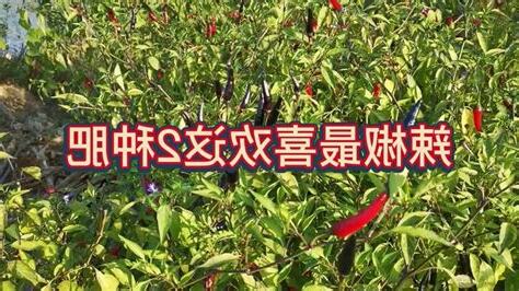 種辣椒注意事項