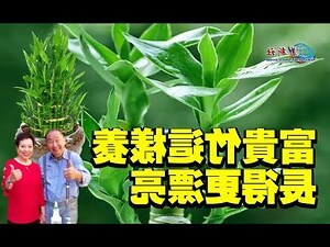 富貴竹風水