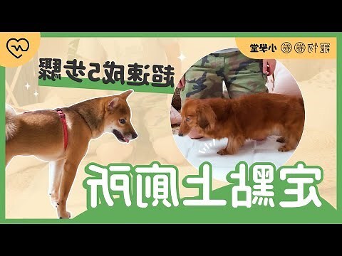 小狗亂大便