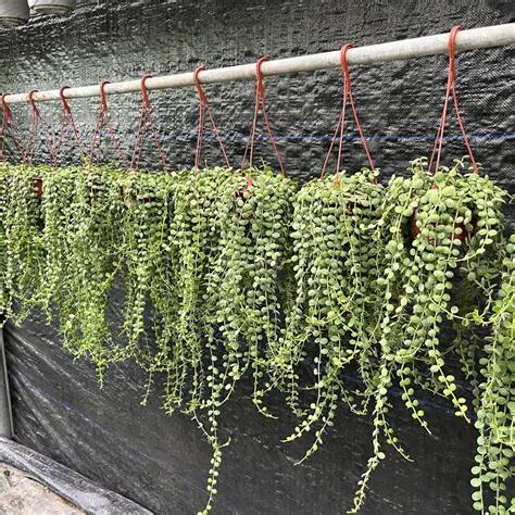 垂吊多肉植物