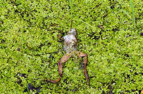 夢到青蛙死掉