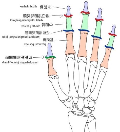 指節
