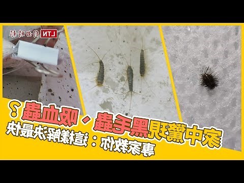 夢到白色的蟲
