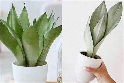 防小人的植物