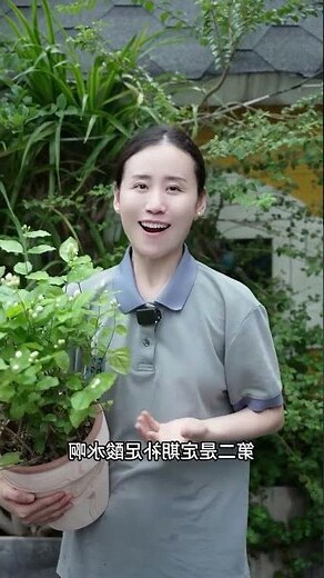 茉莉花招陰