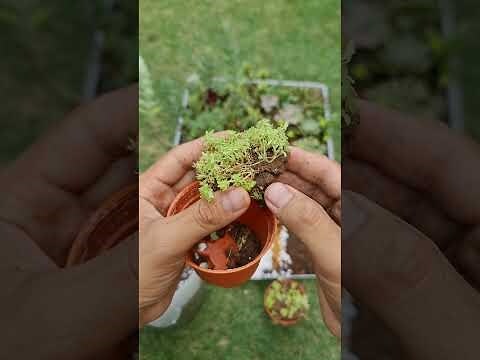 黃金萬年草風水