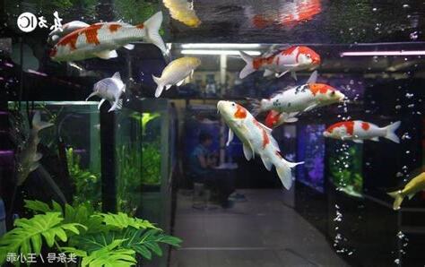 魚缸養什麼魚好