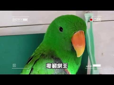 鸚鵡體型排行